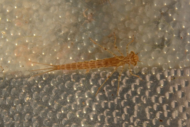 Larva di Zigottero da identificare